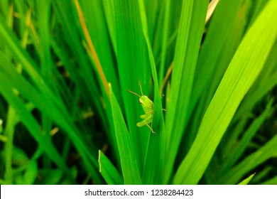 Green Grasshopper On Grass.