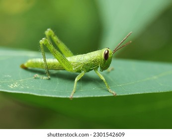 Green Grasshopper On A Green Leaf. Macros Photo.