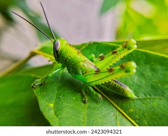 Green Grasshopper On A Green Leaf. Macros Photo. - Powered by Shutterstock