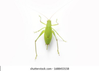 Green Bug Images Stock Photos Vectors Shutterstock,How To Grill Pork Chops