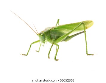 38,915 Grasshopper isolated Images, Stock Photos & Vectors | Shutterstock