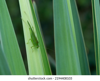 Green Grasshopper On A Yucca Leaf.