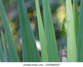 Green Grasshopper On A Yucca Leaf.