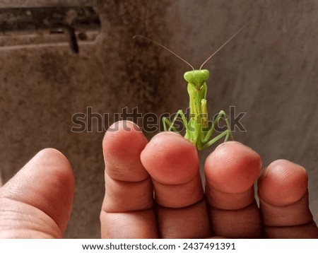 a green grasshopper perched on his finger