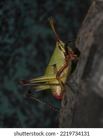 Green Grasshopper With Red Parts