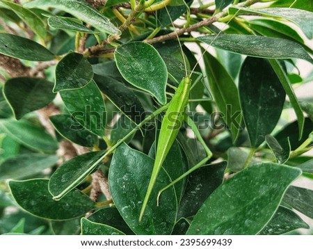 A green grasshopper sits on a green leaf.