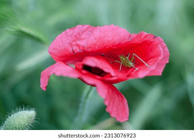 A green grasshopper sits in a red poppy flower. Insect in flower. Macrophotography. Concept: Everyone has their own shelter. Home is where you are. The frailty of life. Uncertainty about the future.