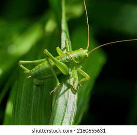 Green grasshopper sitting on a green leaf. Grasshopper in nature. - Shutterstock ID 2160655631