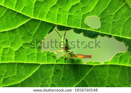 A green grasshopper is sitting on a green leaf.
Grasshopper in nature.