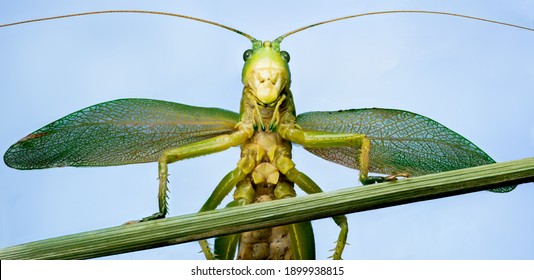 Green Grasshopper With Spread Wings On A Blade Of Grass Against A Blue Sky, With Long Antennae