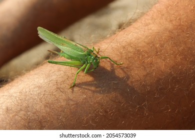 A Green Grasshopper Standing On A Man's Hairy Leg. Small Green Insect. Camouflage Predator Animal Interacting With Human. Close-up Of Wildlife Animal.