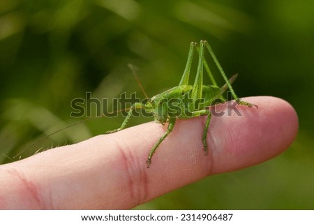 Green grasshopper or tettigonia viridissima from the Orthoptera order, sitting on a finger.