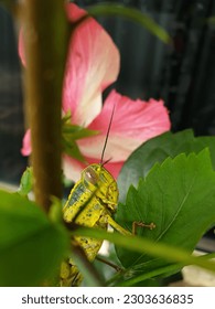 Green grasshopper in a green tree.