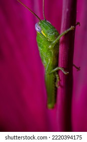 Green Grasshopper Ugly Face Hugging Purple Pink Flower Bud