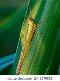 Green grasshoppers are crawling on green grass leaves with a natural green background 