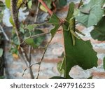 Green grasshoppers are eating hibiscus leaves