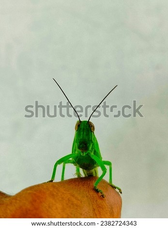 A green grasshoppers with the latin name Oxya Serville perched on one of the fingers of a blurred hand.Against the background of a blurred wall