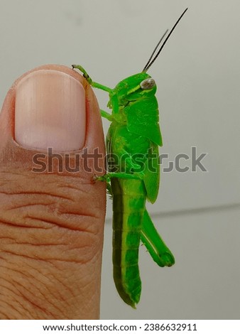a green grasshoppers or Oxya Serville perched on one of a man's fingers, against a blurred wall background 