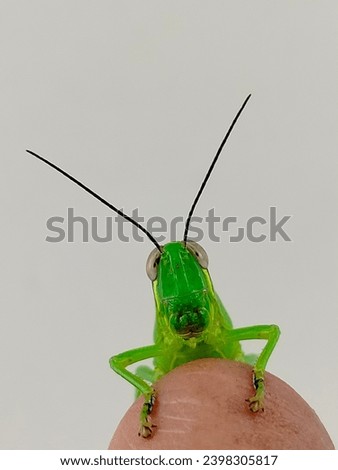 a green grasshoppers or Oxya Serville perched on a man's finger against a blurred wall background.