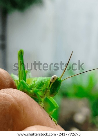 a green grasshoppers or Oxya Serville perched on a human finger. with a blurred wall background 