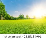 Green Grassland with Bright Sunlight, Blue Sky, and Lush Trees in the Background, Creating a Peaceful and Vibrant Natural Scene