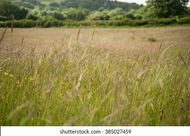 Green Grassy Fields With Trees In Summer, Mid Length Depth Of Field