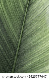 Green gray palm leaf macro, textured tropical leaves summer tropical plant as natural background. Green monochrome aesthetic botanical texture, wild nature foliage scenery, selective focus, close up 