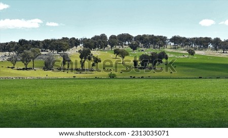 Green Grazing land with Angus cows grazing in Rolling meadows at Armidale, NSW, Australia: a perfect rural Australian countryside scene  