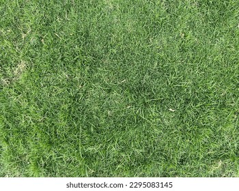 Green Gress Top View Background