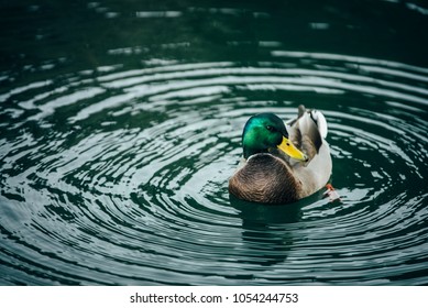 Green Grey Duck Quack Is In The Blue Lake Tahoe