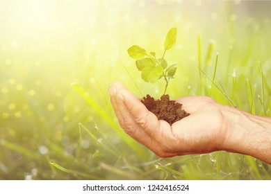 Green Growing Plant in Human Hand on beautiful natural background - Shutterstock ID 1242416524