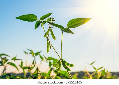 Green Growing Soybeans On A Sunny Day