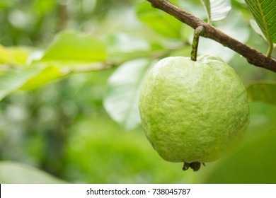 guava tree images stock photos vectors shutterstock https www shutterstock com image photo green guava fruit hanging on tree 738045787