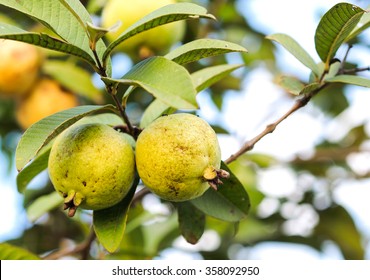 Guayabilla Images, Stock Photos & Vectors | Shutterstock