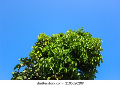 Green guava leaves with blue sky background
