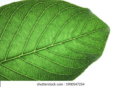 Green Guava Leaves Visible Leaf Veins. Isolated On White Background.