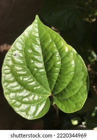 A green guise leaf in the sun. Close-up shot. - Shutterstock ID 2220344969