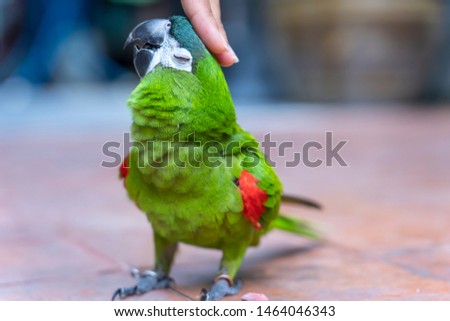 green Hahn macaw red shoulder touch by hand