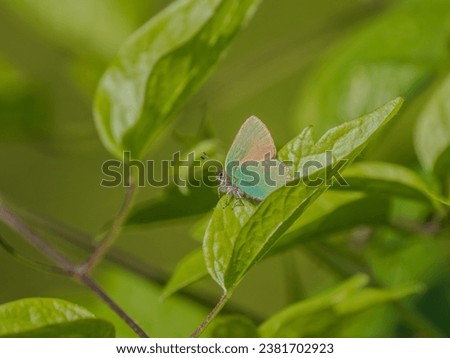 Green Hairstreak Butterfly on a Leaf Stock photo © 
