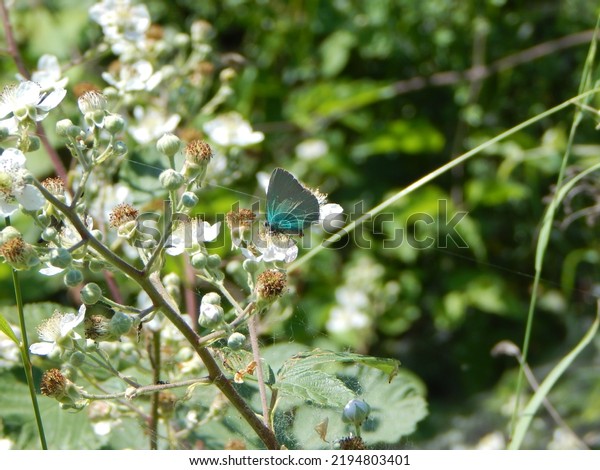 Green Hairstreak (Callophrys rub) butterfly collecting nectar with its proboscis from white flower. Beautiful small emerald green butterfly