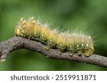 Green Hairy Imperial Moth Crawls on tree branch