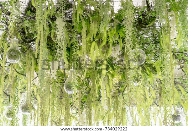 Green Hanging Plants Decoration On Ceiling Stock Photo Edit