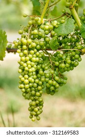 Green Harslevelu (linden Leaf, Specific Type Found Only In The Carpathian Basin) Grape Clusters In Vineyard