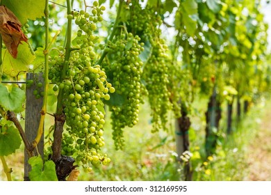 Green Harslevelu (linden Leaf, Specific Type Found Only In The Carpathian Basin) Grape Clusters In Vineyard