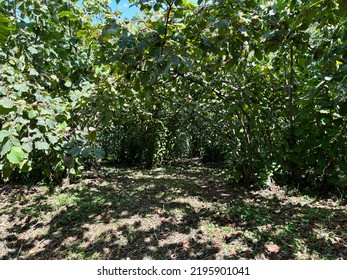 Green Hazelnut Field On Fertile Loam