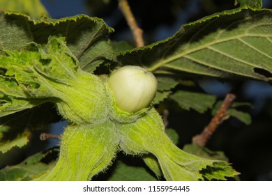 Hazelnut Tree Images, Stock Photos & Vectors | Shutterstock