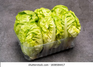 Green Heads Of Fresh Italian Baby Cos Romaine Lettuce Close Up