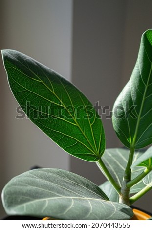 Green and Healthy Ficus benghalensis indoors