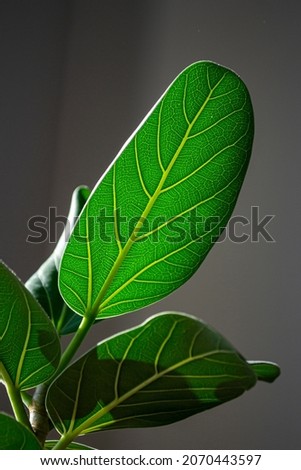 Green and Healthy Ficus benghalensis indoors