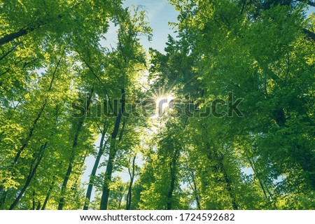 Green and healthy forest an important part of our ecosystem. Afforestation for better future.